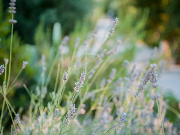 La lavanda inebria l'aria di Tre Casiedde