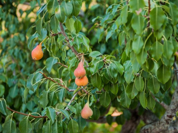 L'albero di pere di Tre Casiedde