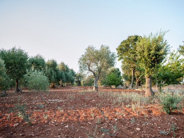 Alberi, terra rossa e aria pulita: il meglio della Puglia da Tre Casiedde